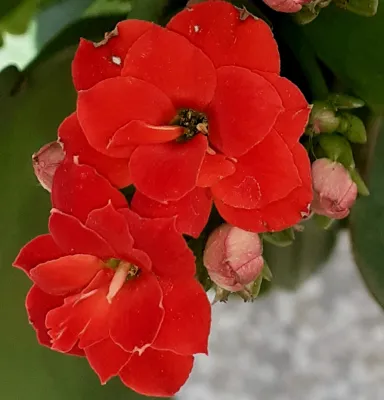 Flori oferite persoanei iubite in luna Iunie